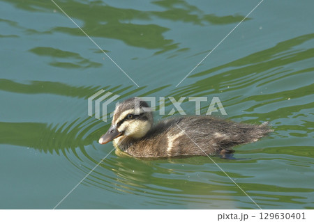 カルガモの雛 129630401