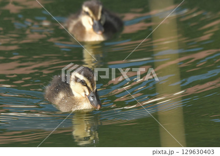 カルガモの雛 129630403