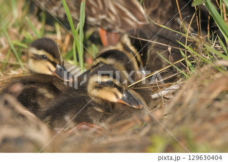 カルガモの雛 129630404