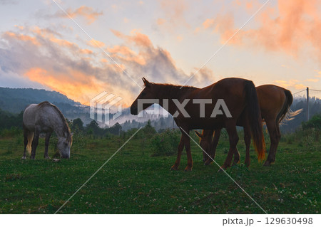 Horses peacefully eat grass as a vibrant sunset paints the sky and landscape 129630498