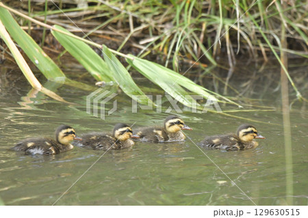 カルガモの雛 129630515