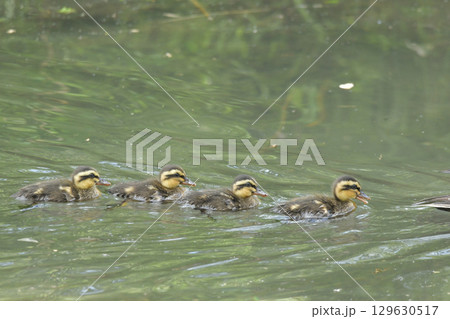 カルガモの雛 129630517