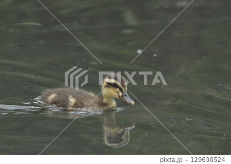 カルガモの雛 129630524