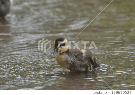 カルガモの雛 129630527