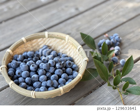 ブルーベリーの収穫 129631641
