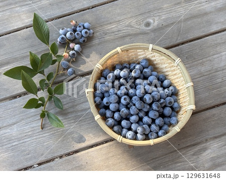 ブルーベリーの収穫 129631648