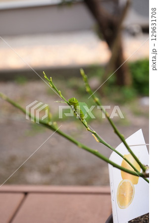 レモンの葉を食べ尽くすアオムシ レモンの葉を食べ尽くすアオムシ 129631708