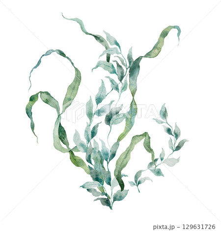 Watercolor seaweed laminaria card. Underwater plant illustration isolated on white background. For design, prints, fabric or background. Watercolor seaweed laminaria card. Underwater plant illustration isolated on white background. For design, prints, fabric or background. 129631726
