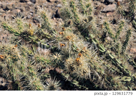 Cholla cactus, Close up, Sonora Desert, Mid Fall Cholla cactus, Close up, Sonora Desert, Mid Fall 129631779