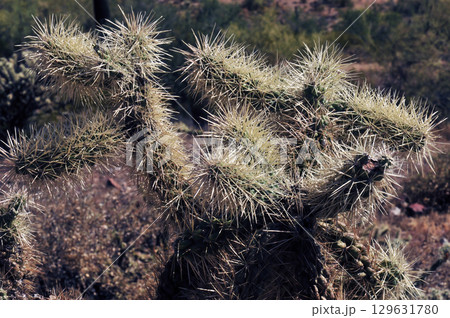 Cholla cactus, Close up, Sonora Desert, Mid Fall 129631780