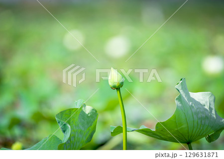 Lotus flower (Lotus or Nelumbo) 129631871