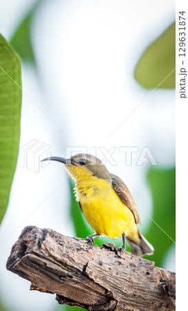 Bird (Olive-backed sunbird) on tree in nature wild Bird (Olive-backed sunbird) on tree in nature wild 129631874