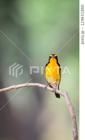 Bird (Narcissus Flycatcher) on tree in nature wild 129631880