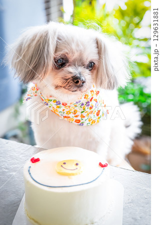 Dog so cute eat a birthday cake Dog so cute eat a birthday cake 129631881