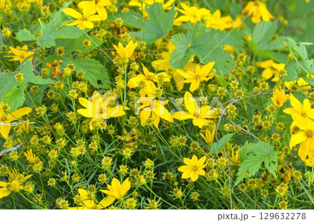 Coreopsis is a genus of flowering plants in the family Asteraceae. Common names include calliopsis and tickseed, a name shared with various other plants. The concept of a summer grassland and 129632278