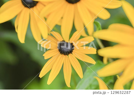 Rudbeckia hirta, commonly called black-eyed Susan and yellow coneflower, is a North American flowering plant in the family Asteraceae. It grows to 1 metre tall with daisy-like yellow flower heads 129632287