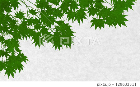 リアルなカエデのシルエットアート、色づく前の清々しい緑 129632311
