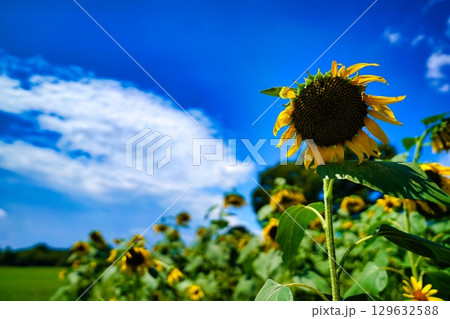 夏の空に咲くひまわり 夏の空に咲くひまわり 129632588