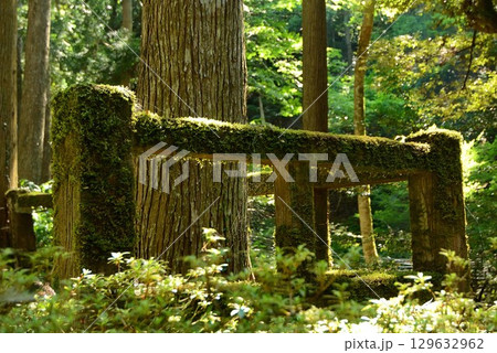 苔むした木製柵 苔むした木製柵 129632962