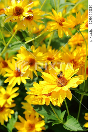 綺麗な黄色いお花 綺麗な黄色いお花 129633036