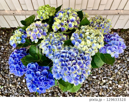 満開の紫陽花(日本のあじさい展) 〈形原温泉あじさいの里/愛知県蒲郡市〉 129633328