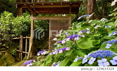 格子戸の脇に咲く満開の紫陽花〈瑞雲山本光寺/愛知県幸田町〉 129633329