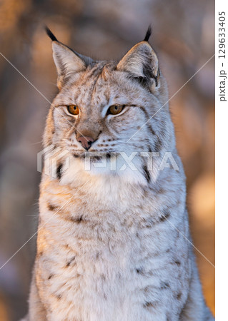 Majestic portrait of a lynx Majestic portrait of a lynx 129633405