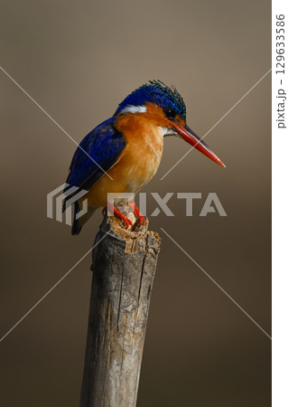 Malachite kingfisher on marker post stares down Malachite kingfisher on marker post stares down 129633586