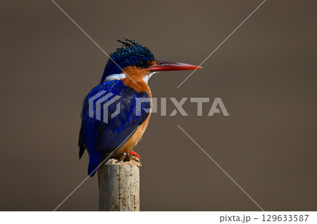 Malachite kingfisher on marker post stares right Malachite kingfisher on marker post stares right 129633587