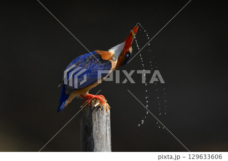 Malachite kingfisher on post shakes in spray 129633606