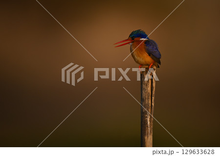Malachite kingfisher on split pole opens beak 129633628