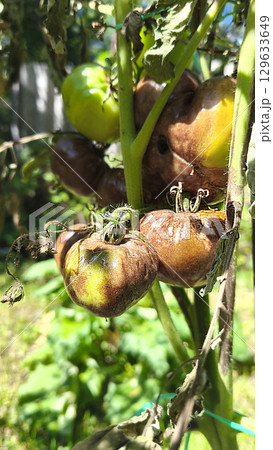 Vertical image of an unripe green tomato on a branch with dried foliage, affected by late blight (Phytophthora infestans), close-up in the garden. Prevention and treatment of late blight. 129633649
