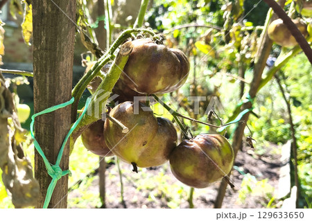 Green tomato on a vine with shriveled leaves, infected by late blight (Phytophthora infestans), close-up in a garden. Methods for controlling late blight. 129633650