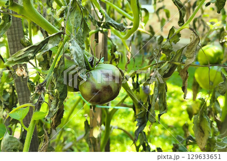 Diseased tomato plant. Unripe green tomato on a stem with withered leaves, damaged by late blight (Phytophthora infestans), close-up in a garden. Controlling late blight. 129633651