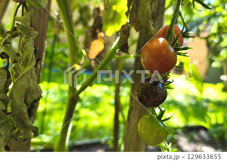 Cherry tomato disease. Green, ripe red and black cherry tomato on a branch with dried leaves, affected by late blight (Phytophthora infestans), close-up in the garden. Measures to combat late blight. 129633655
