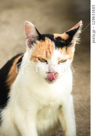 calico cat is a house cat with three colors of fur 129633685