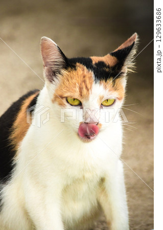 calico cat is a house cat with three colors of fur 129633686