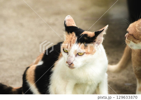 calico cat and orange cat are bending down to eat food in a bowl calico cat and orange cat are bending down to eat food in a bowl 129633870