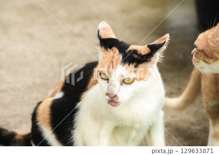 calico cat and orange cat are bending down to eat food in a bowl calico cat and orange cat are bending down to eat food in a bowl 129633871