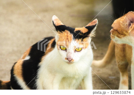 calico cat and orange cat are bending down to eat food in a bowl 129633874