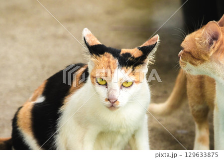 calico cat and orange cat are bending down to eat food in a bowl calico cat and orange cat are bending down to eat food in a bowl 129633875