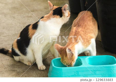 calico cat and orange cat are bending down to eat food in a bowl 129633883
