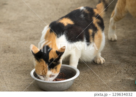 calico cat is a domestic cat with tricolor fur bending down to eat food in a bowl calico cat is a domestic cat with tricolor fur bending down to eat food in a bowl 129634032