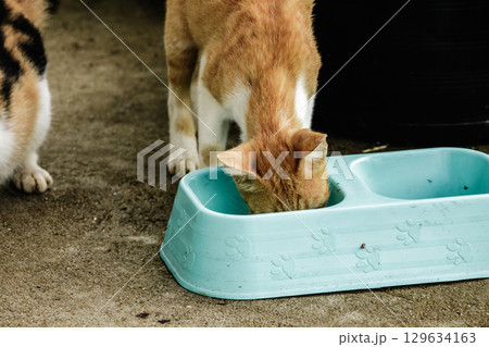 orange cat are bending down to eat food in a bowl orange cat are bending down to eat food in a bowl 129634163