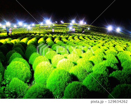 ライトアップされたコキアの丘 129634262