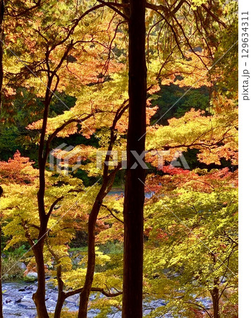 見頃を迎えた紅葉〈香嵐渓/愛知県豊田市足助町〉 129634311