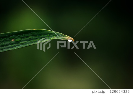 Water droplets at the tip of leaves are a natural phenomenon called guttation 129634323