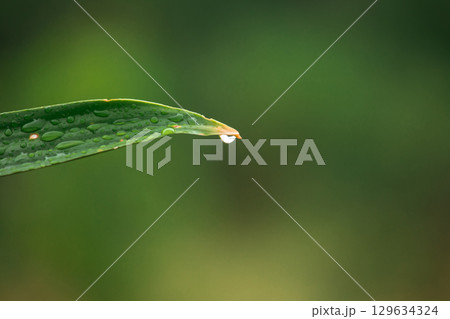 Water droplets at the tip of leaves are a natural phenomenon called guttation Water droplets at the tip of leaves are a natural phenomenon called guttation 129634324