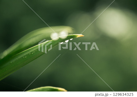 Water droplets at the tip of leaves are a natural phenomenon called guttation Water droplets at the tip of leaves are a natural phenomenon called guttation 129634325