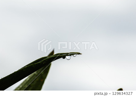 Water droplets at the tip of leaves are a natural phenomenon called guttation Water droplets at the tip of leaves are a natural phenomenon called guttation 129634327